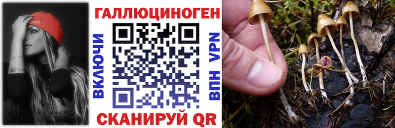 Купить закладки  Снежногорск  Псилоцибиновые грибы прущие грибы 